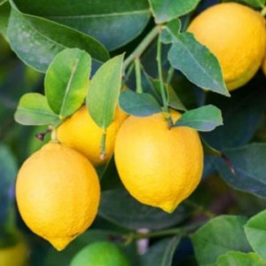 limones del limonero - 3Kg